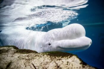 shedd aquarium, beluga deaths, beethoven, marineland canada, beluga whale captivity, marine connection