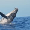 Antigua and Barbuda, whaling, commercial whaling, IWC, marine connection