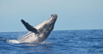 Antigua and Barbuda, whaling, commercial whaling, IWC, marine connection