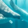 marineland canada, shedd aquarium, beluga whale, captivity, marine connection