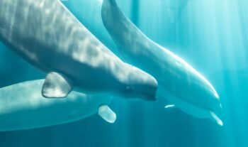 marineland canada, shedd aquarium, beluga whale, captivity, marine connection