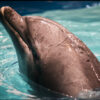 Harderwijk dolphinarium, dolphins, captivity, netherlands, end captivity, marine connection