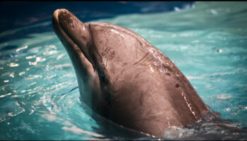 Harderwijk dolphinarium, dolphins, captivity, netherlands, end captivity, marine connection