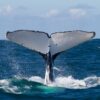 IWC 2026, international whaling commission, whaling, whales