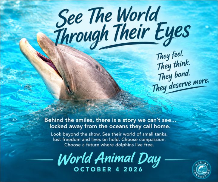 World Animal Day 2026, compassion, see the world through their eyes, captivity, dolphins, whales