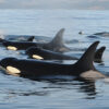 Orca, sound catalogue, wild orcas, marine connection, orca calls