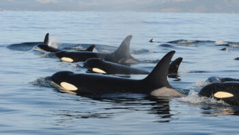Orca, sound catalogue, wild orcas, marine connection, orca calls